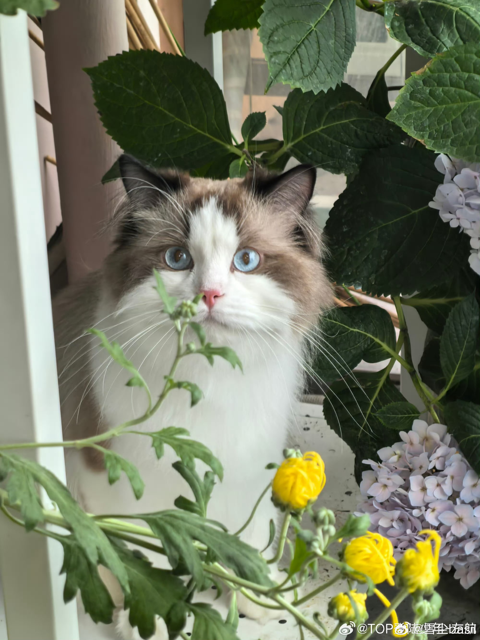 想念一只猫的主人 