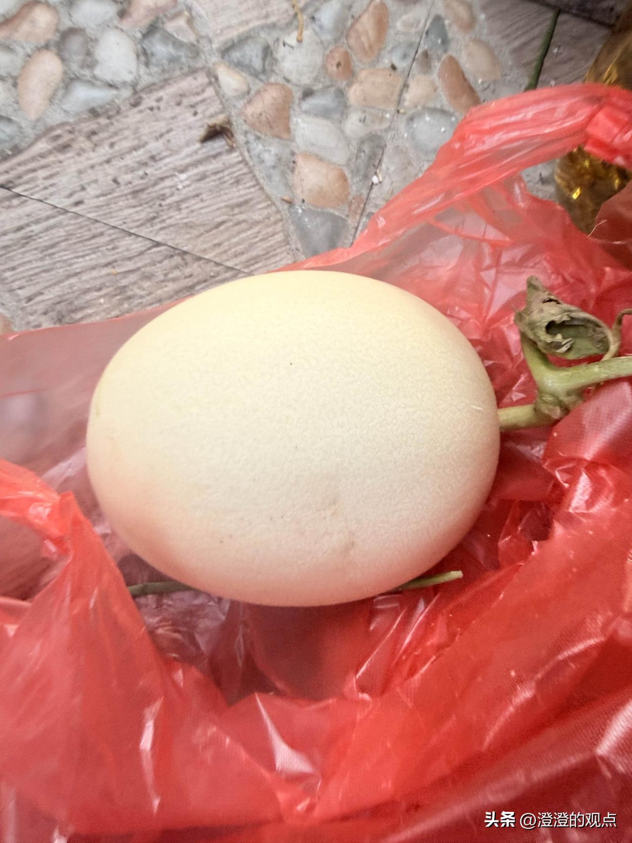 今天在路边瞧见个圆滚滚的小家伙，奶白的皮儿还带着细细的绒毛，连瓜藤都还鲜活着呢，