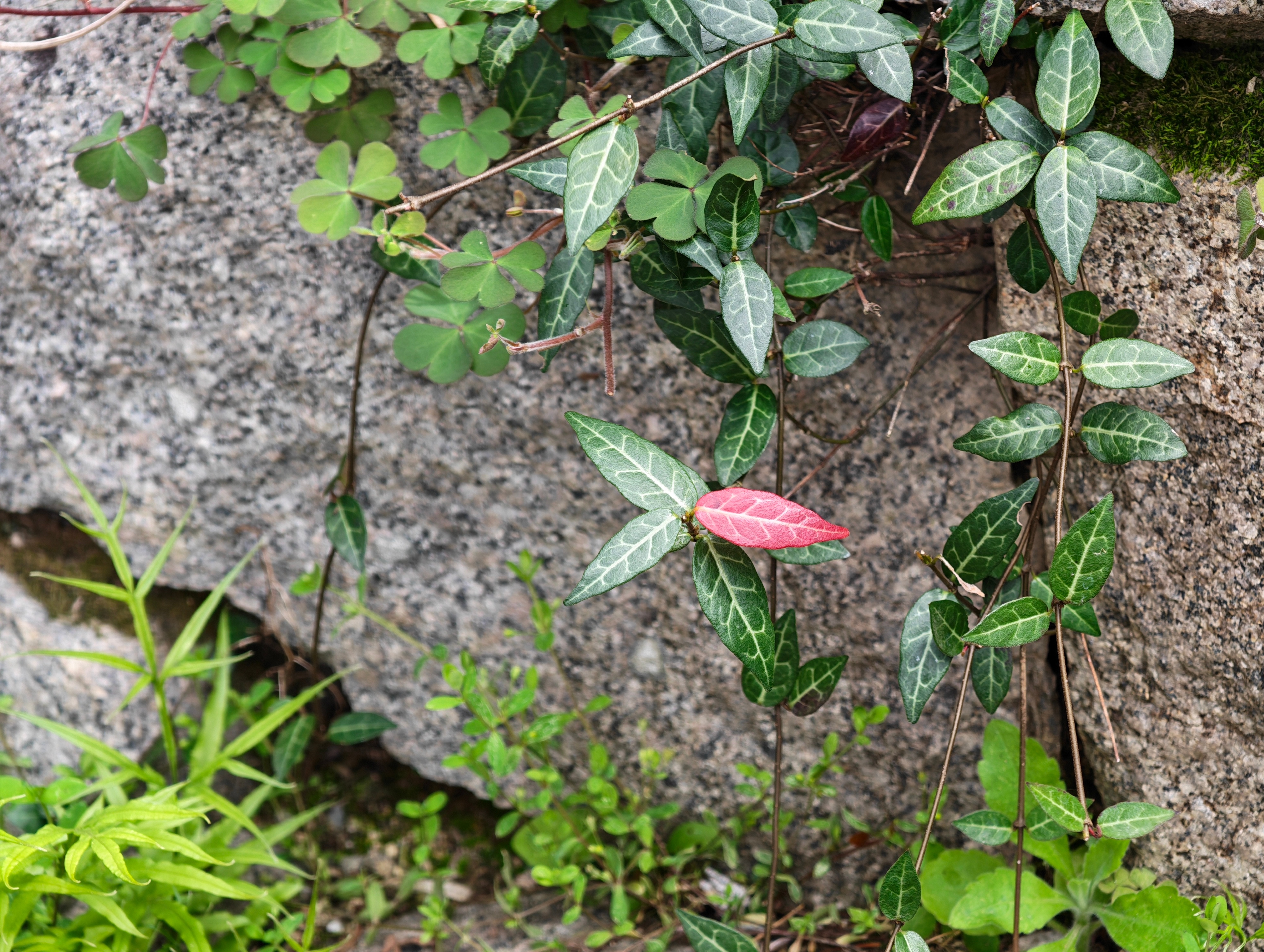 在山上小树叶也很有灵性的样子迎着风一摇一摆跟羊奶果长得一样的果子 肉少核大酸唧唧
