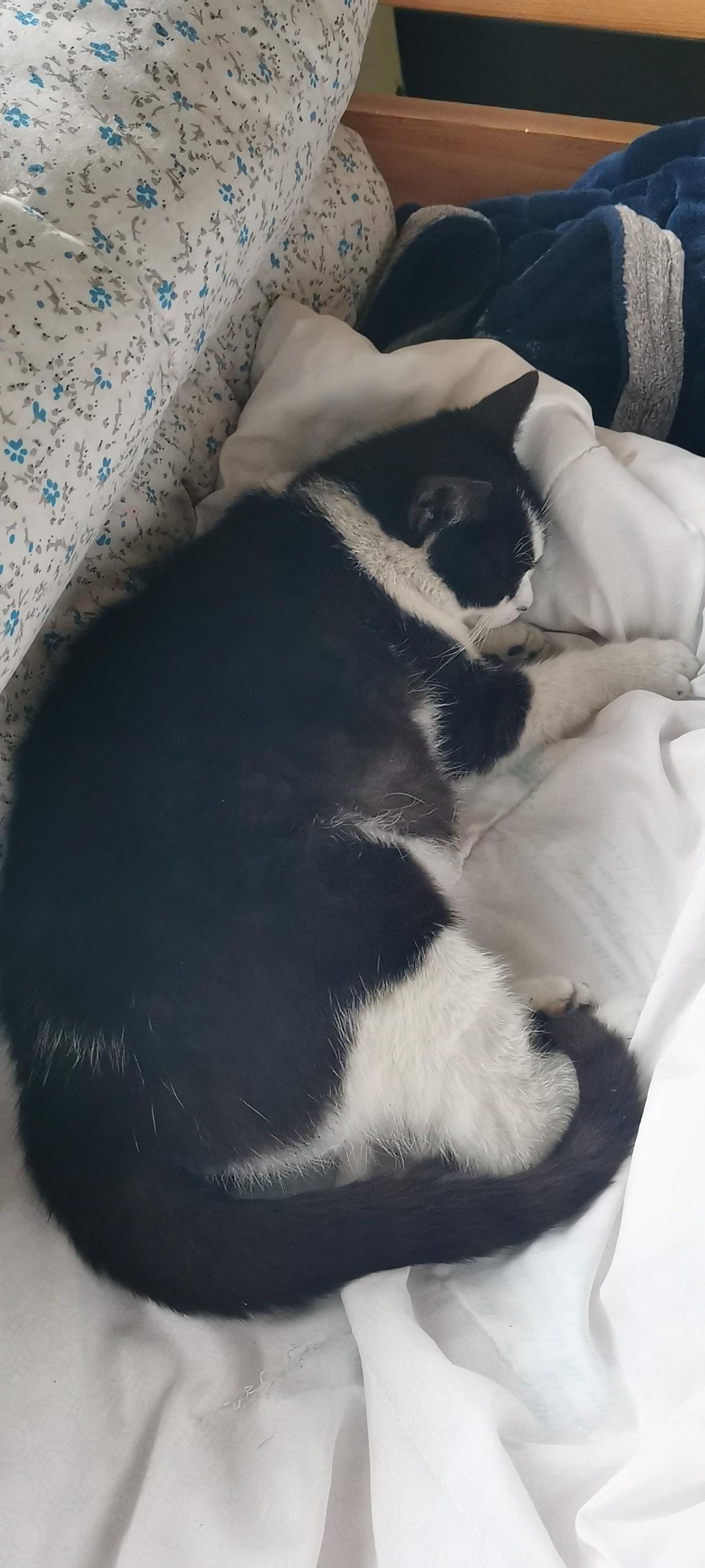 自从猫咪怀孕后，每天萎靡不振，吃喝减少，没有以前的饭量大。
       眼看着