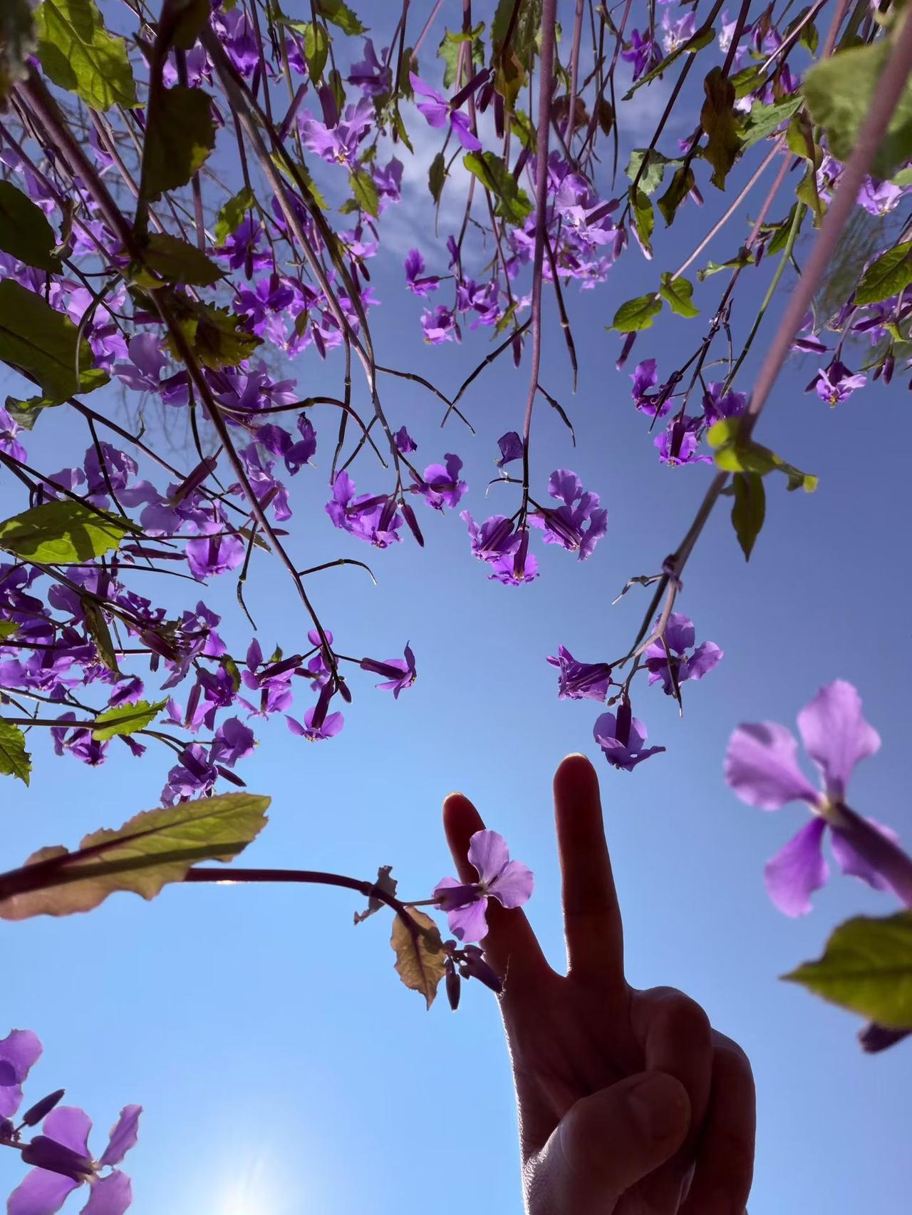 春天来了，万物复苏，各处到处都是美丽的鲜花，惹人喜爱！
