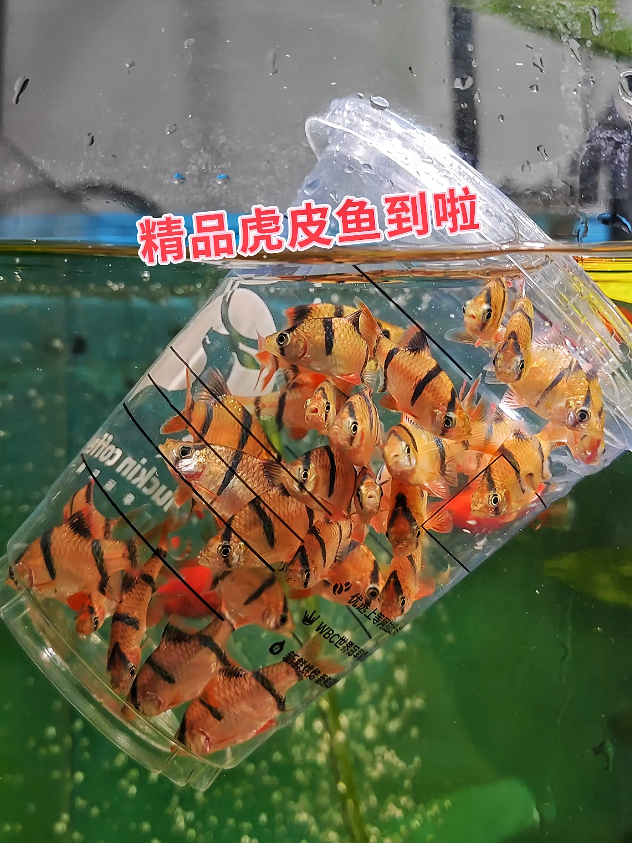 虎皮鱼，自带虎纹般绚丽条纹，黑黄相间，游动时似斑斓火焰在水中跳跃。饲养...