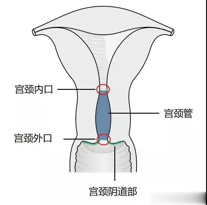 宫颈的作用原来这么大！这些行为正在伤害它！人类是一个特殊的群体，身体里藏着无数的