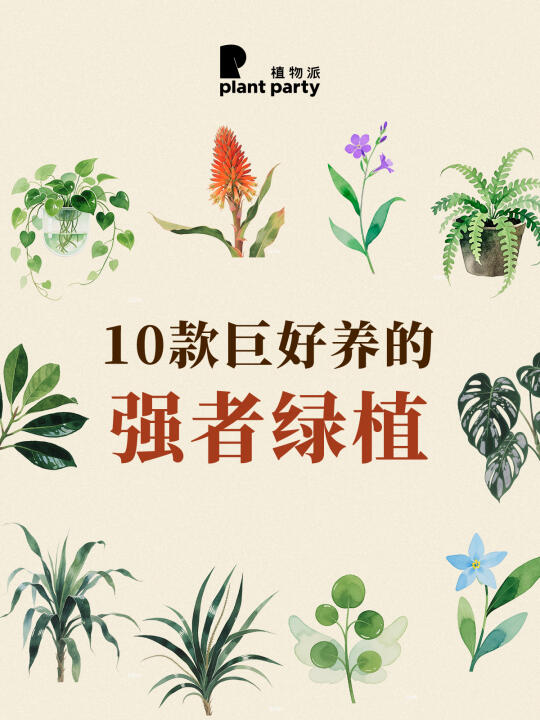 新手收藏🔥10款高颜值巨好养植物合集🌳