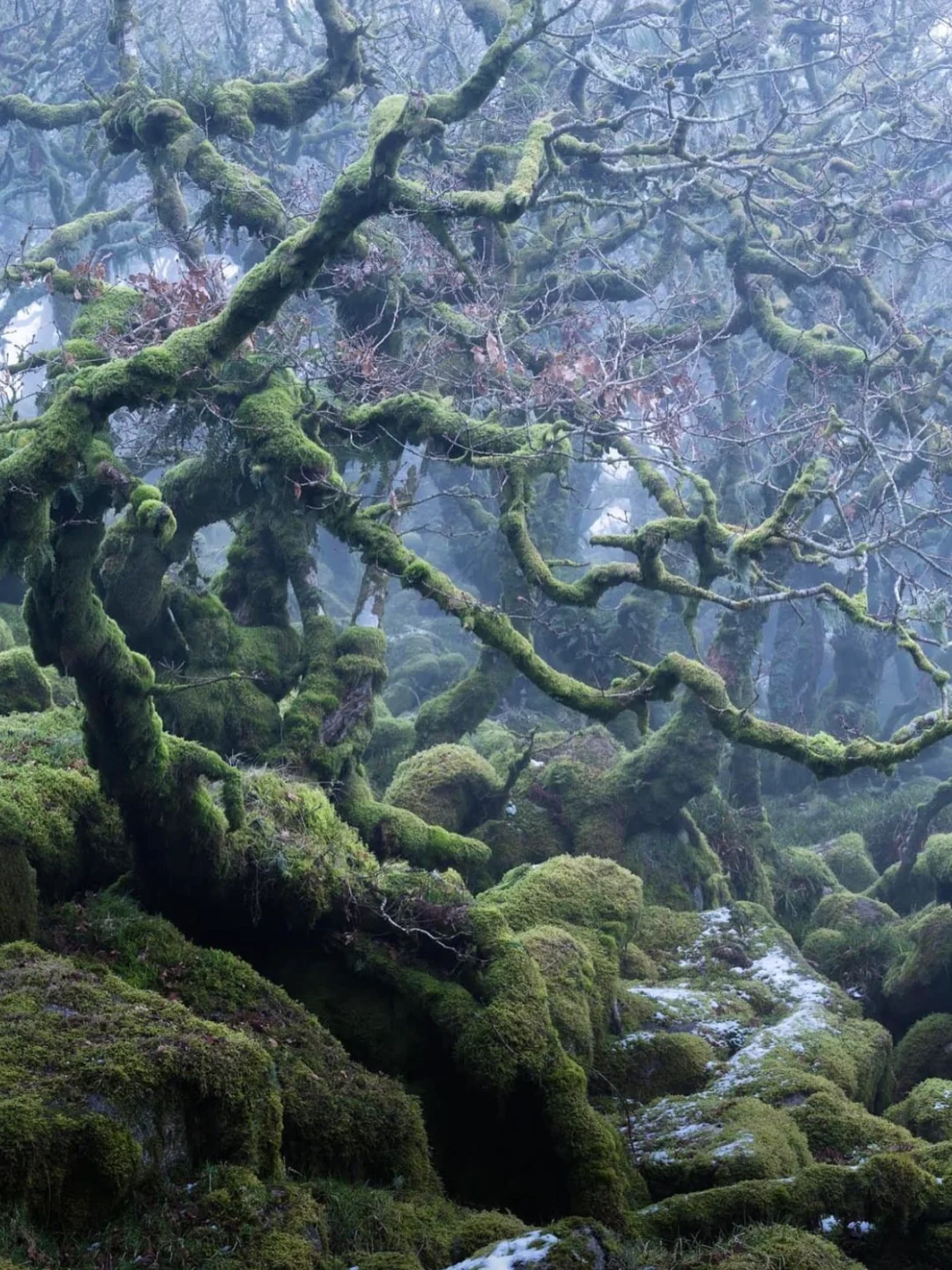 英国旅行🌲这片树林里真的没有精灵吗🧚‍♀️