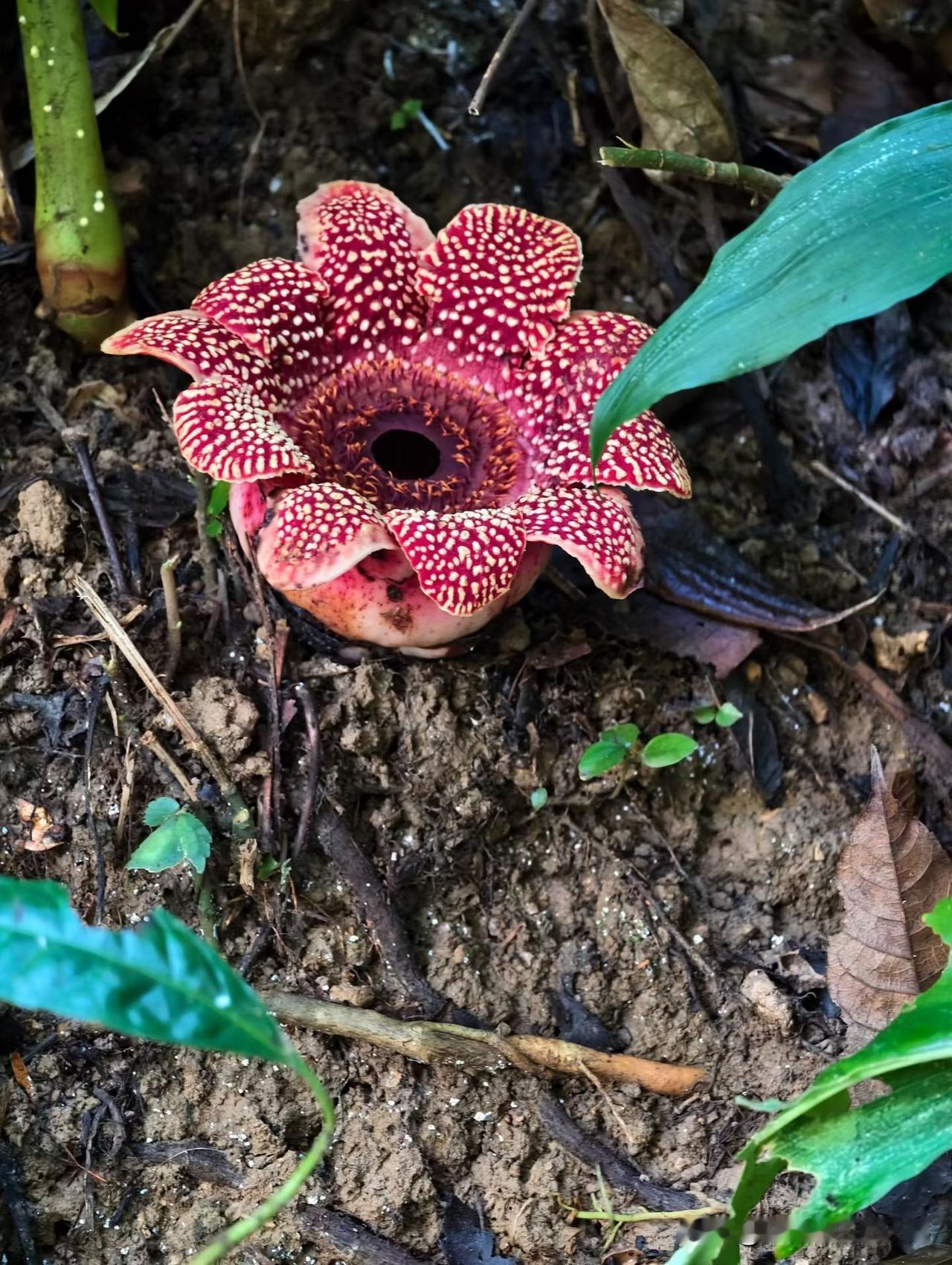 西双版纳原始雨林徒步是一种不一样的体验，真正体验到啥叫跋山涉水。4公里多的路程愣