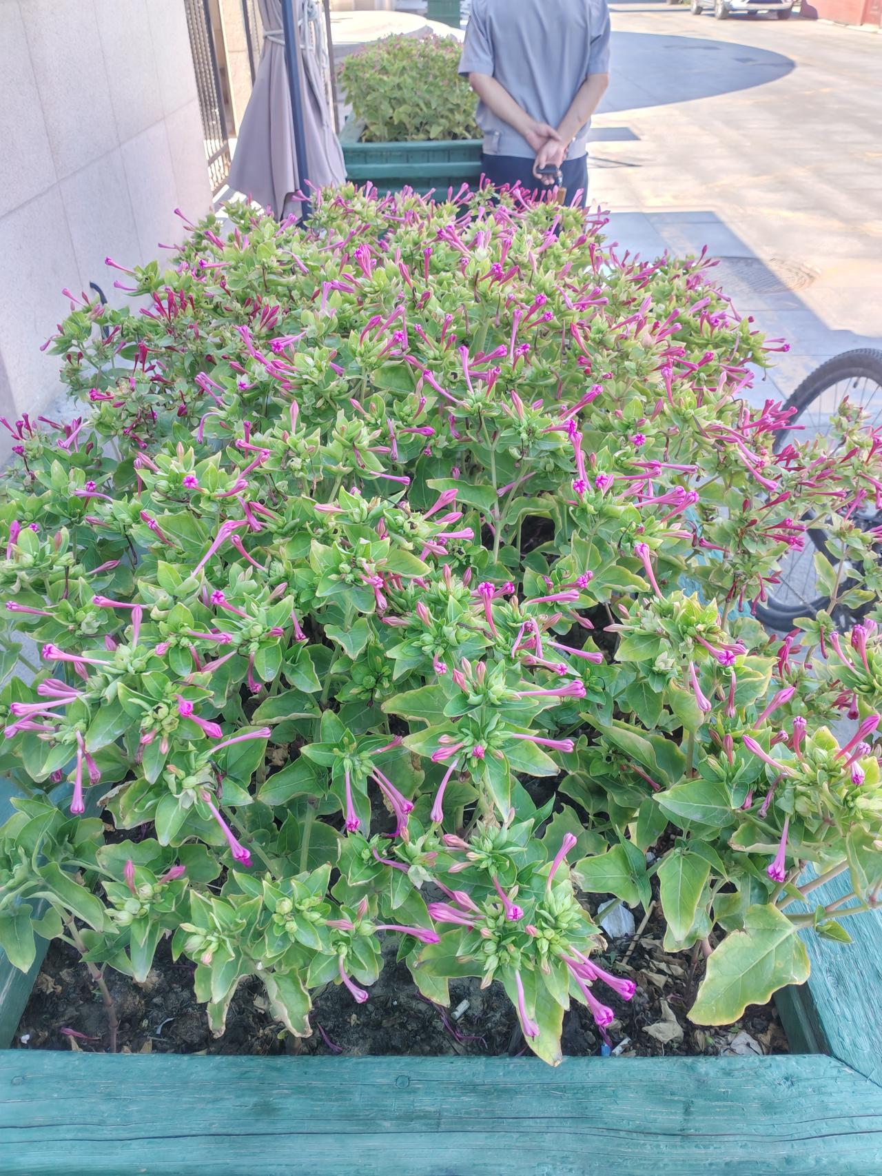 乌鲁木齐街头这种胭脂花，小时候老家围墙上，种的满满的，花开漂亮，还有指甲花，满满