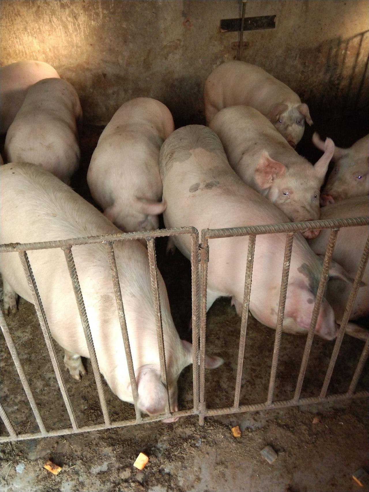 我们小的时候，谁家要是炖点猪肉，在当街都能闻到香味，谁路过你家门口都会深深的呼吸