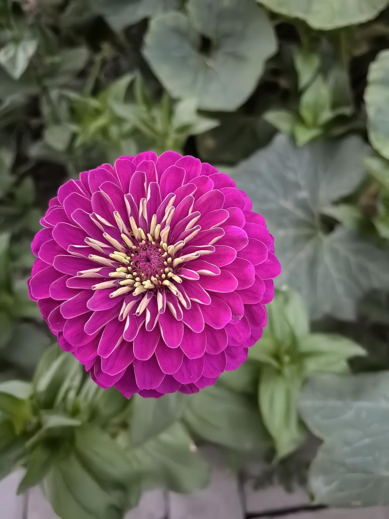 夏日生活打卡季院子的花羡煞旁人！