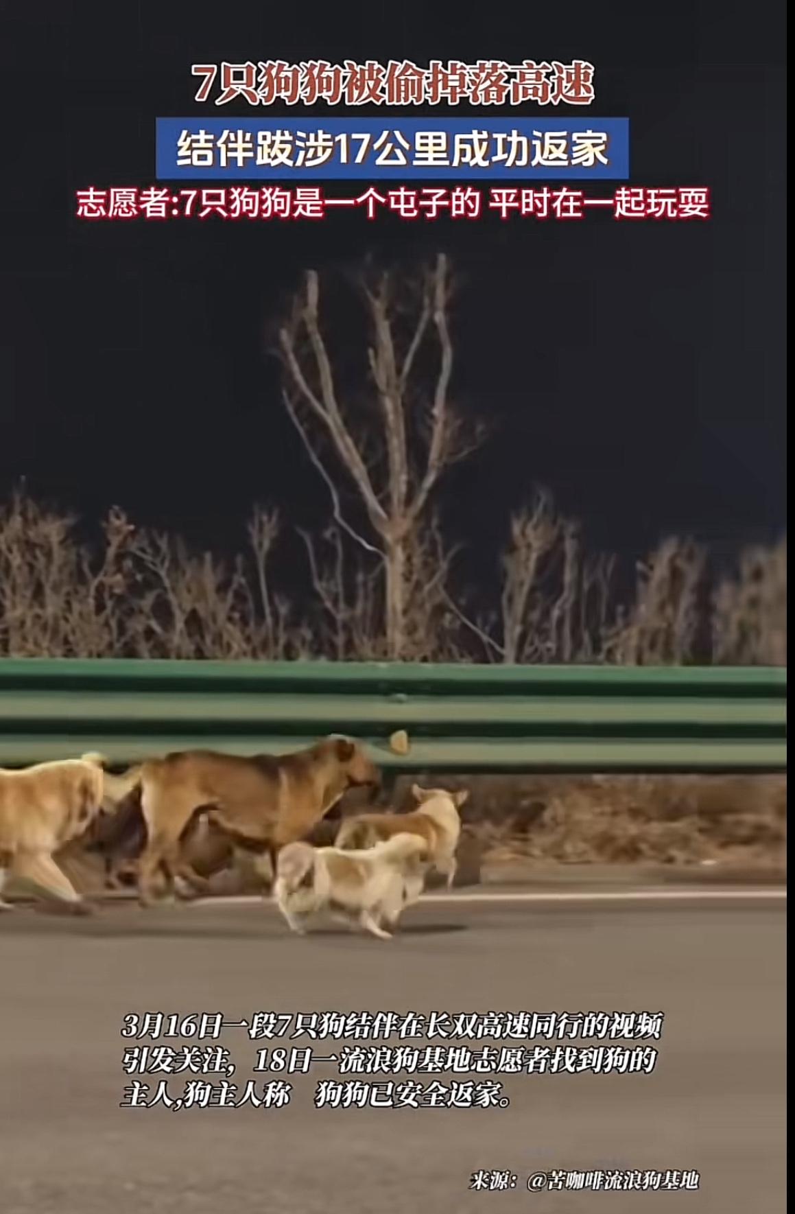 现实版狗狗流浪记太感人了吧！偷狗的偷了同一个屯子的7只狗狗，结果在高速路上狗狗掉