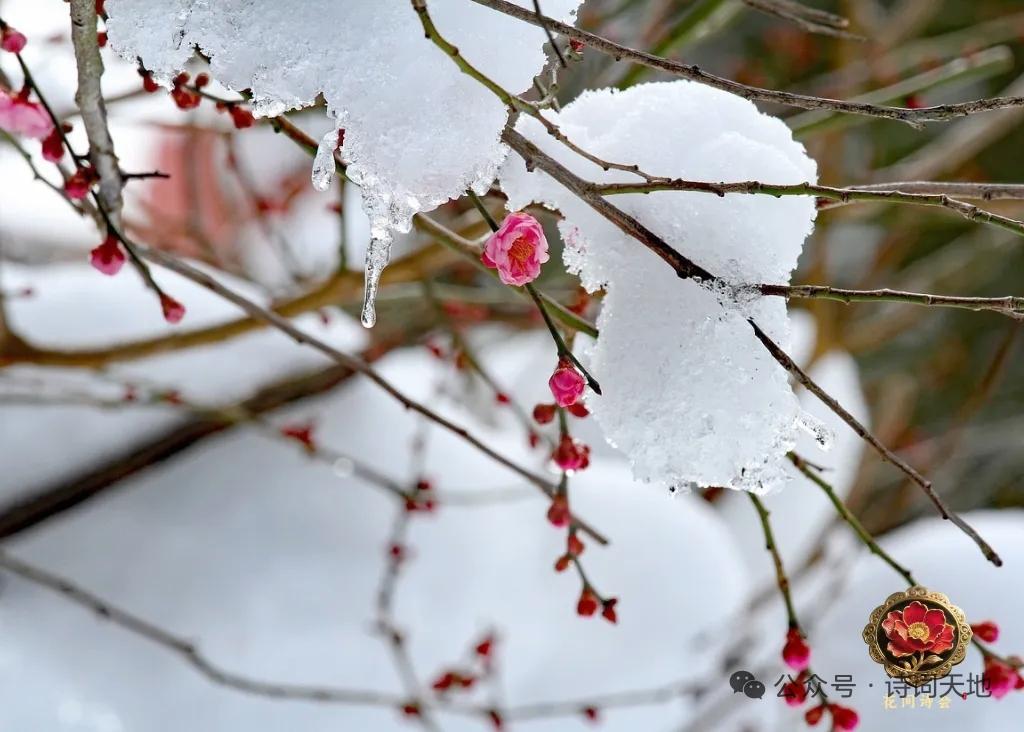 小寒初至，梅雪迎春！愿你冬有暖，岁有安；小寒安康，万事顺遂[微笑]