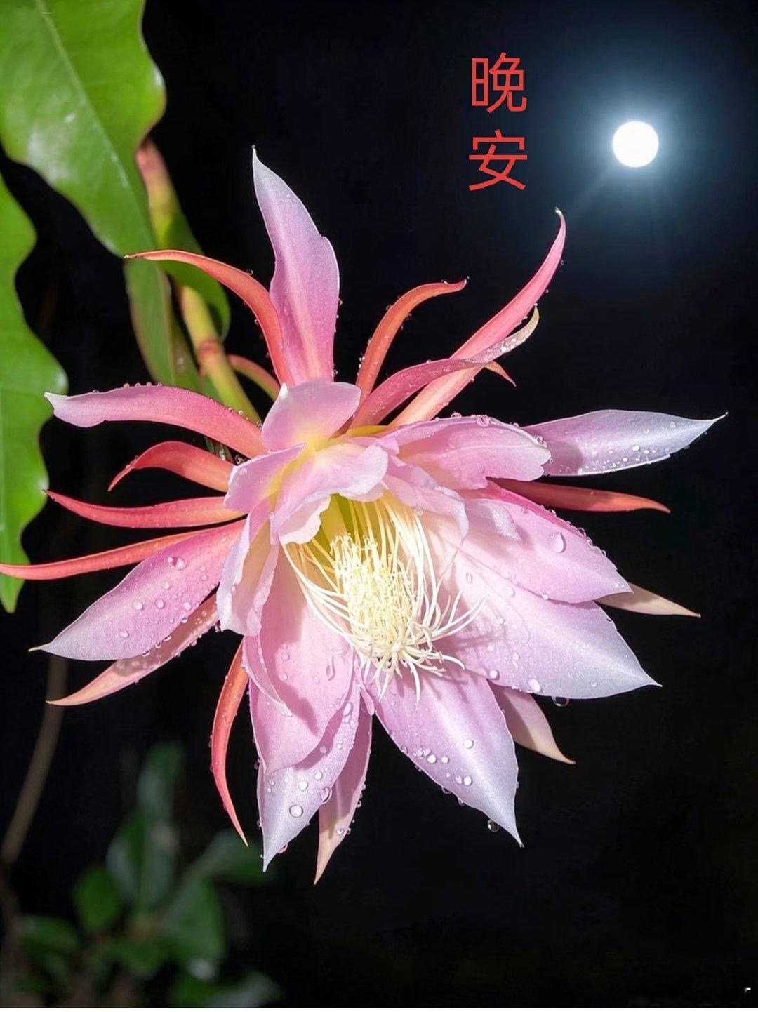 累了一天了，早点睡吧！晚安好梦 