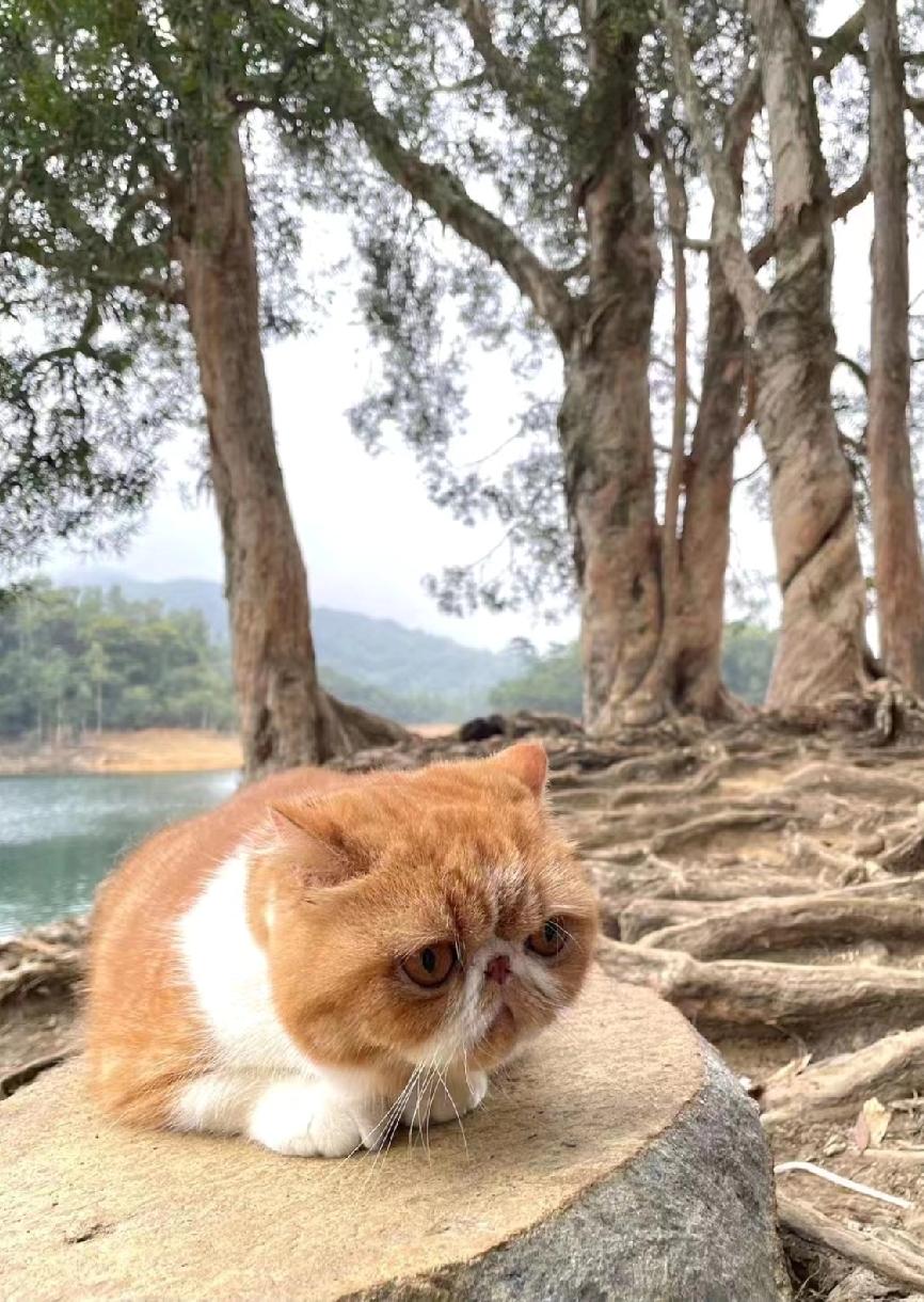 展示你拍的树木照片