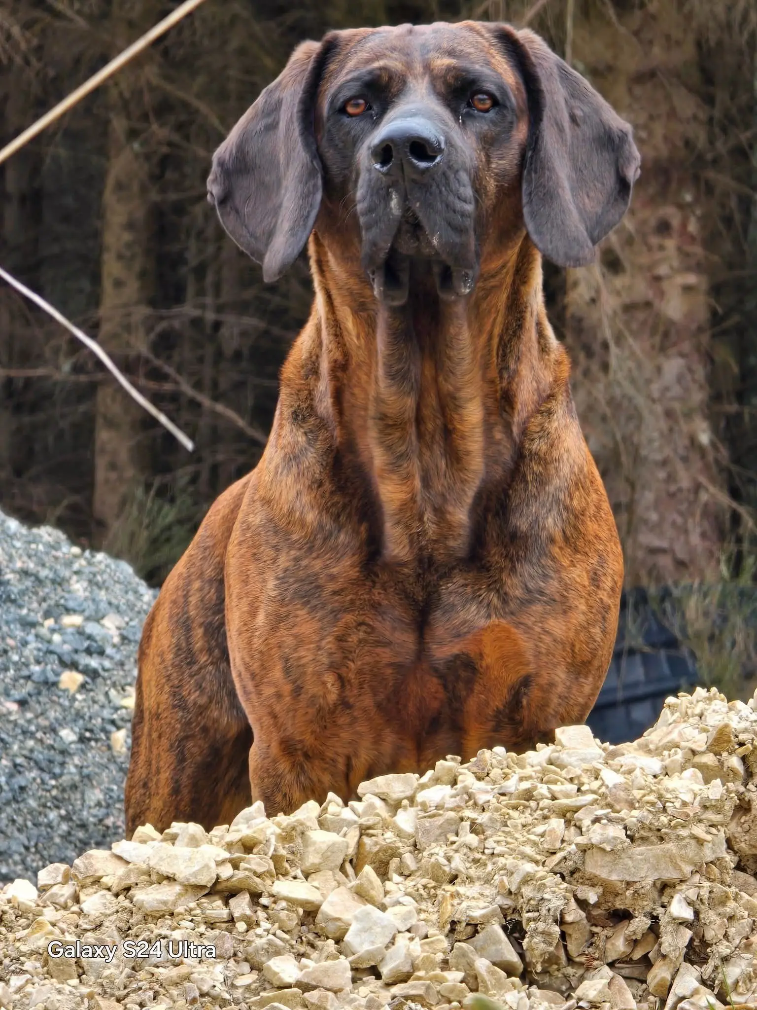 汉诺威猎犬 德国猎犬