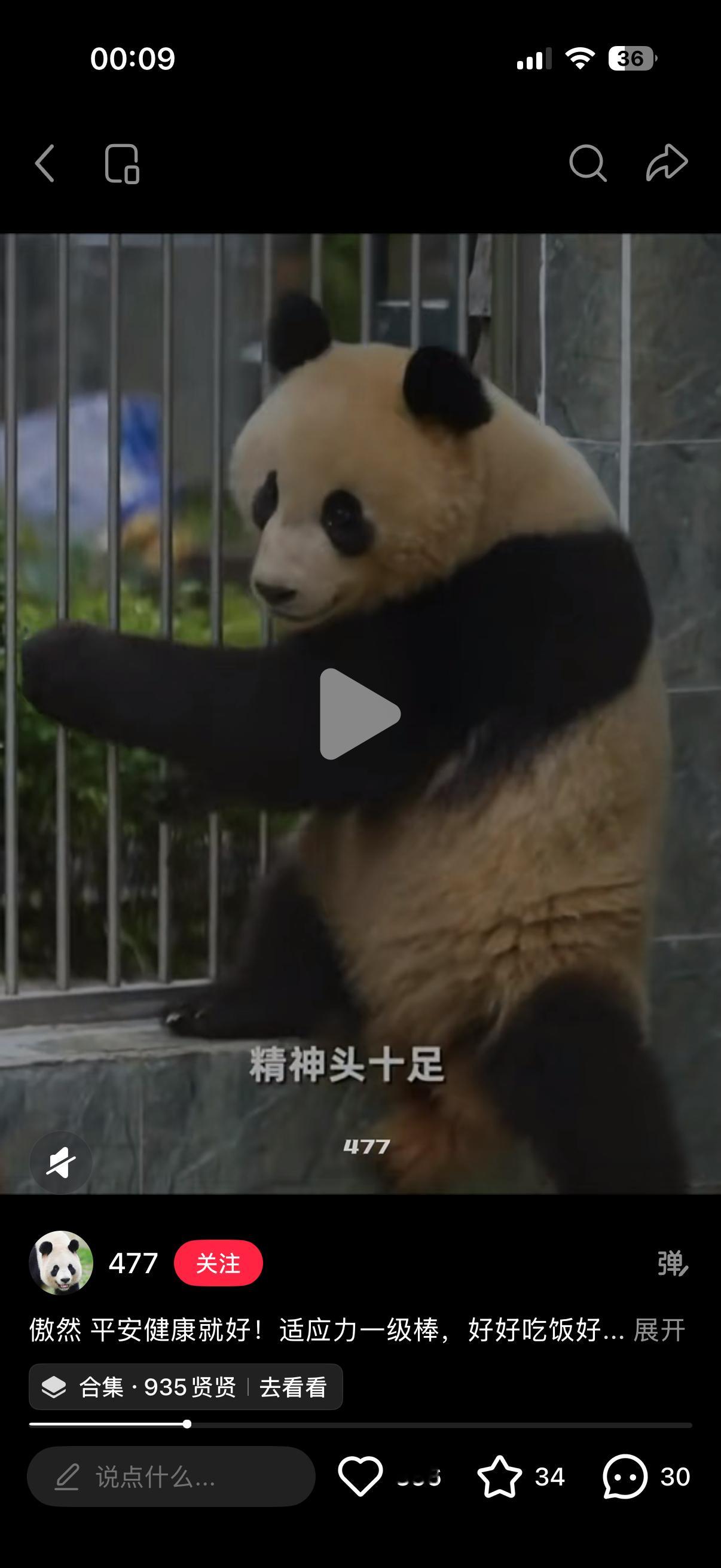 哥哥熊完全松弛 
