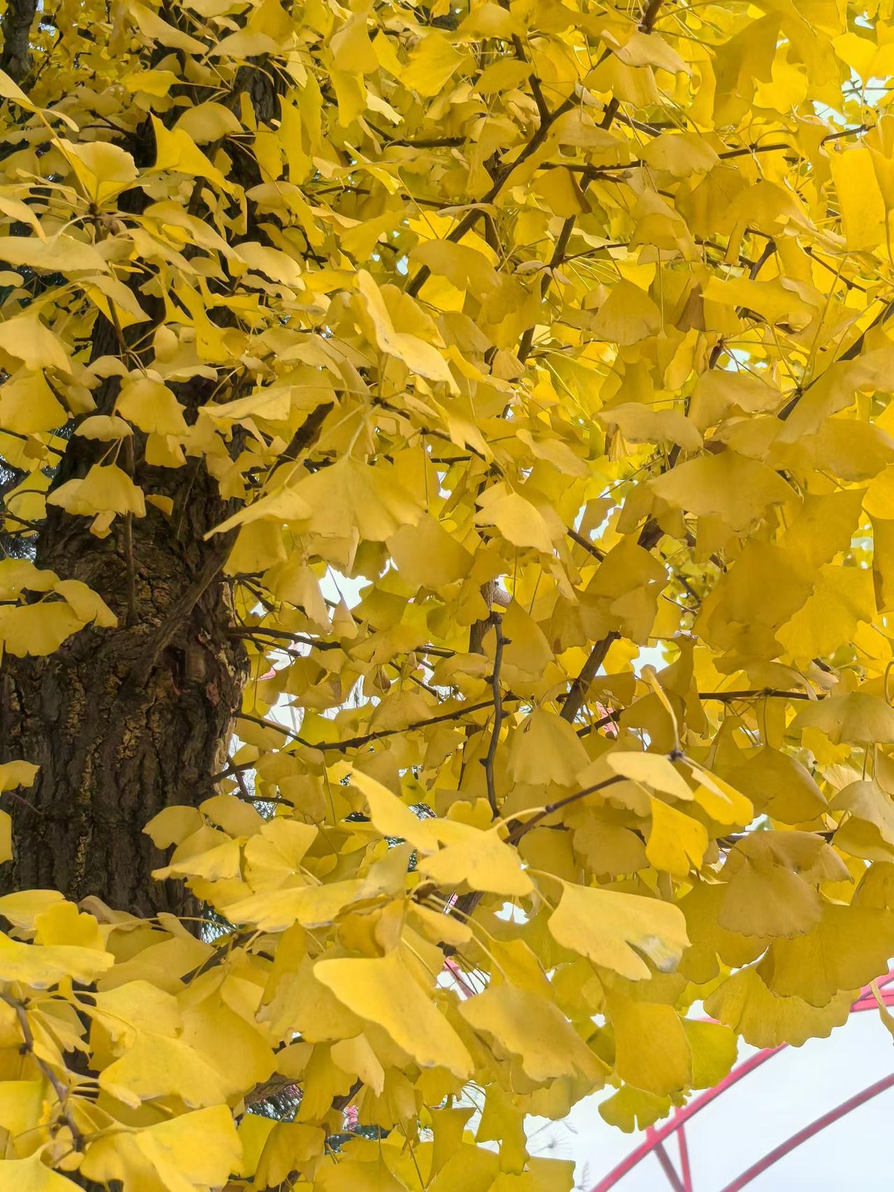 经常生气，会生病吗经常生气，会生病的，气大伤身，日积月累就成病了。