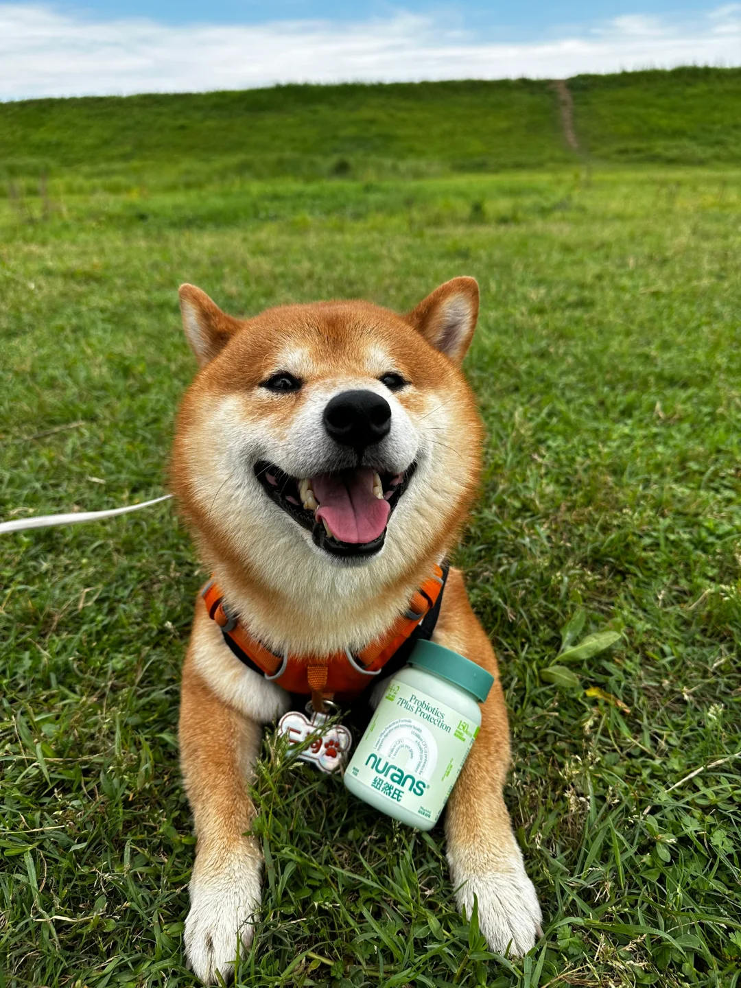 玻璃胃小狗必备