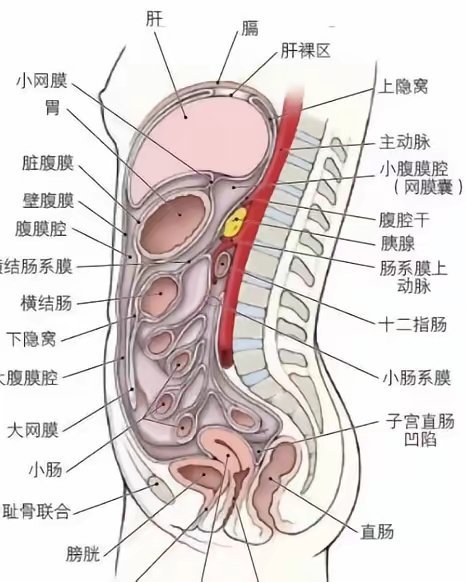 有点小肚子才是健康且正常的女性好吗？ 