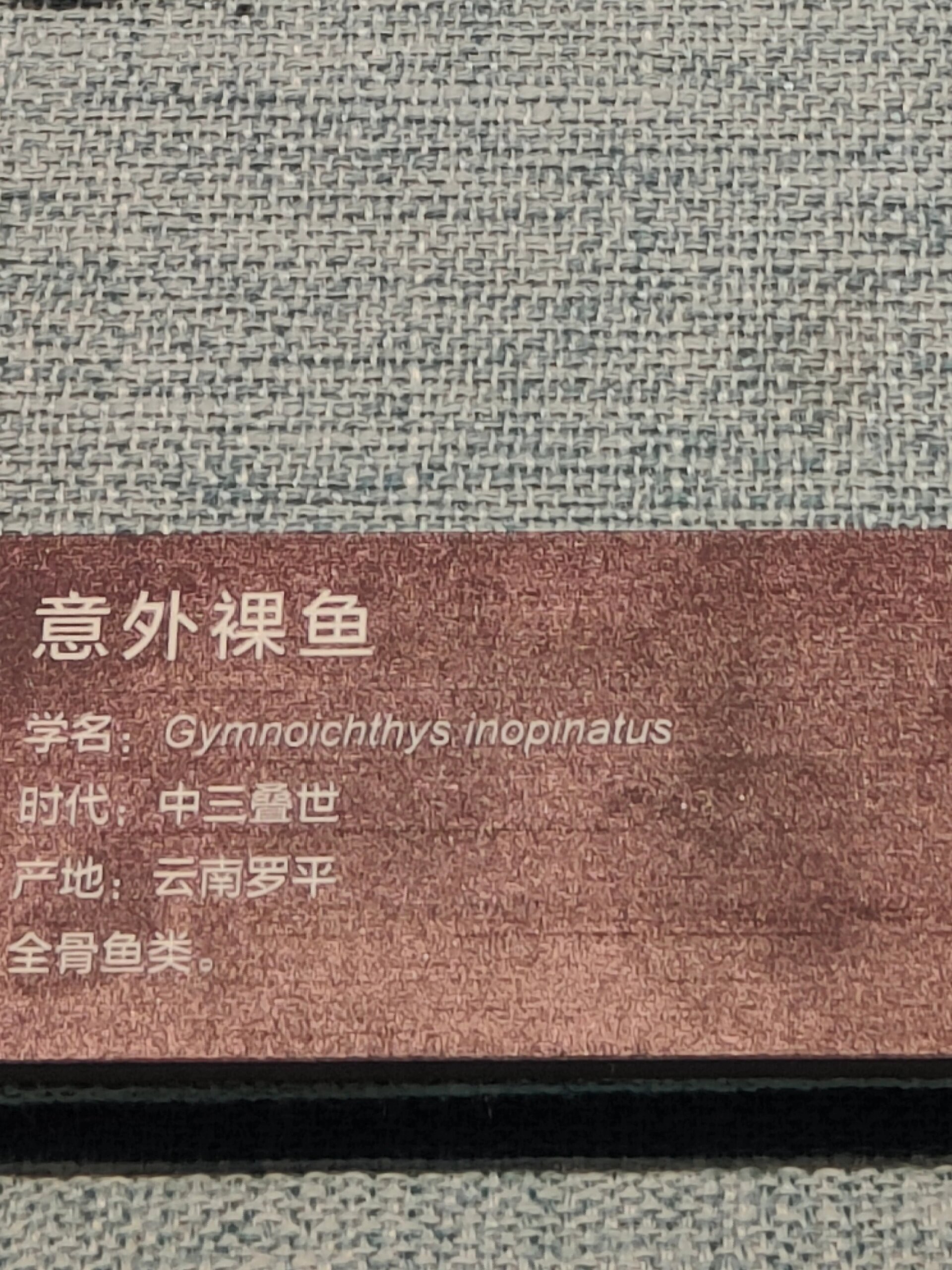 博物馆里的意外裸鱼好可爱的名字#新年快乐漫游指南# ​​​