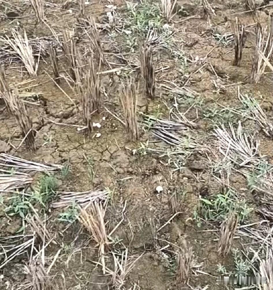 田埂上的白蘑菇，清晨的田埂还沾着露水，妈妈拿塑料袋出门，没多久就拎回满满一红塑料