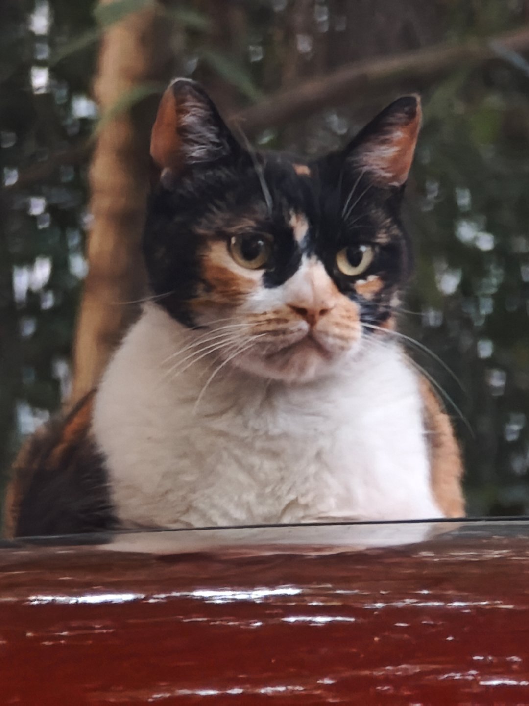 这猫🐱……哈哈哈哈哈哈哈哈蒙面唱将～喵喵喵～