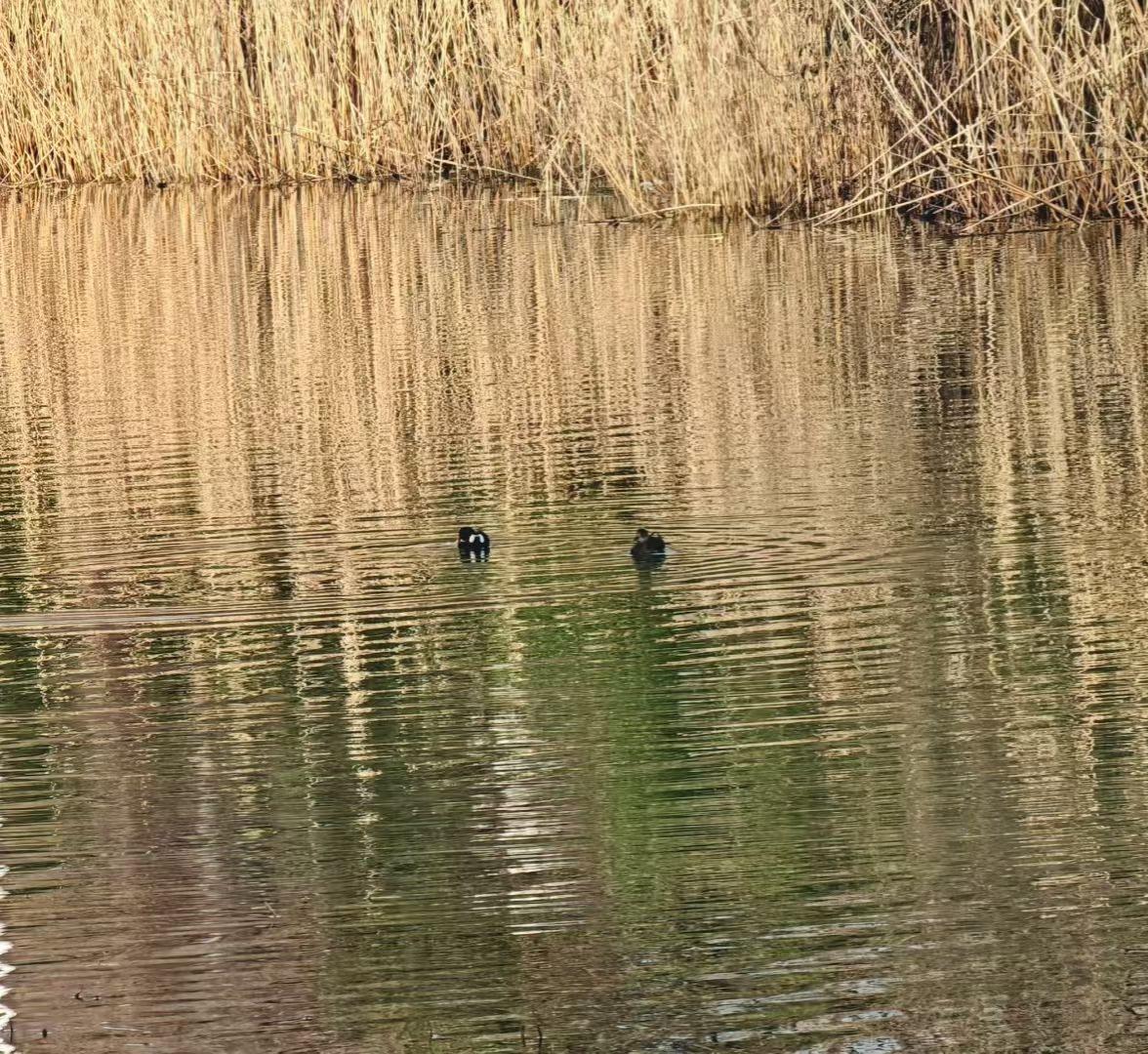 芦苇把金箔般的光揉进湖面，两只水鸟划开涟漪，像给光阴的绸缎，绣上了流动的诗行。