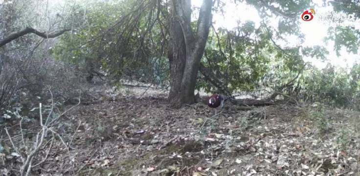 #鸟中大熊猫现身台州黄岩#近日，有“鸟中大熊猫”之称的国家一级重点保护野生动物白颈长尾雉，在台州黄岩