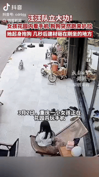 “太有灵性了!” 重庆一位女孩在院子里玩手机时，狗狗突然冲过来扒拉她，情绪十分不