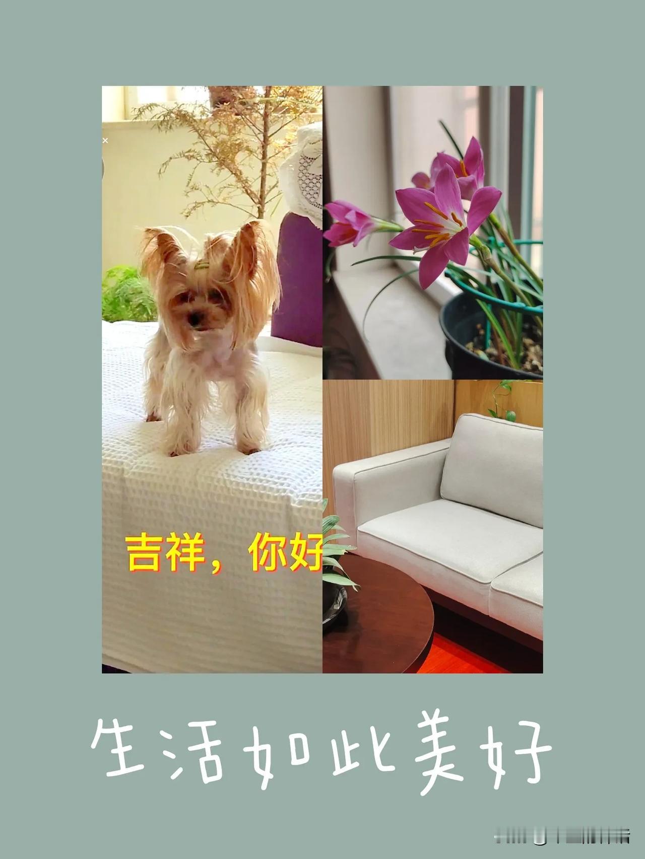 狗狗生气报复我
狗狗也有情绪的 小狗也会发火 脾气暴躁的小狗 狗狗的报复行为 