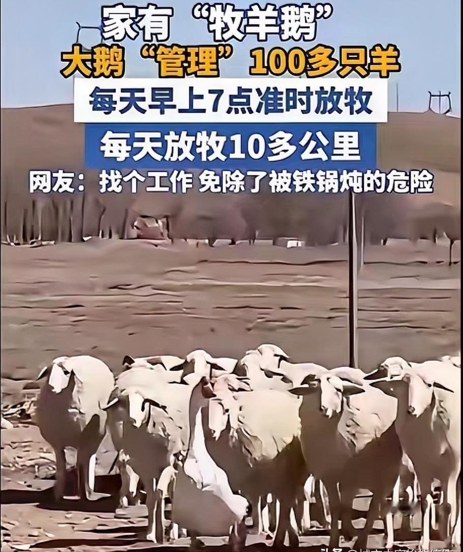 内蒙古一男子，因家中2只大鹅总打架，便把其中一只放在羊圈喂养，谁知，这大鹅竟然帮