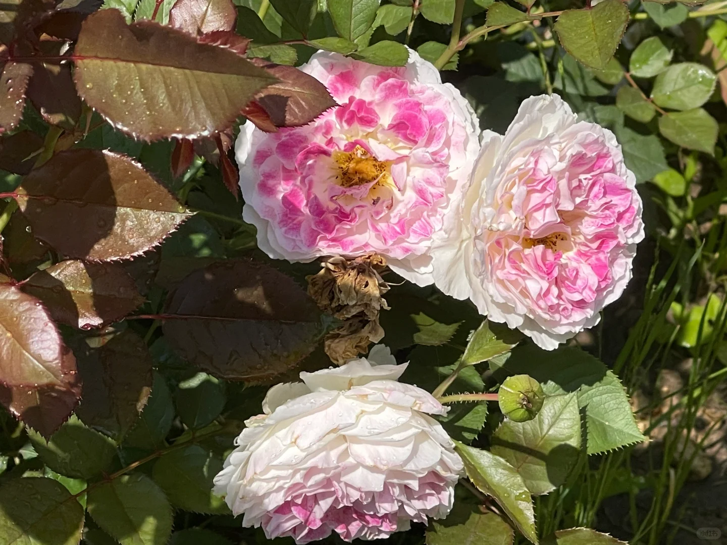 假日岛芍药/根西