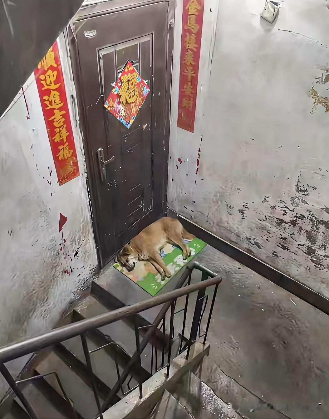 楼下住着个女的，平时在楼栋群里时不时的说如果谁家有剩骨头的
可以打包留在门口，开