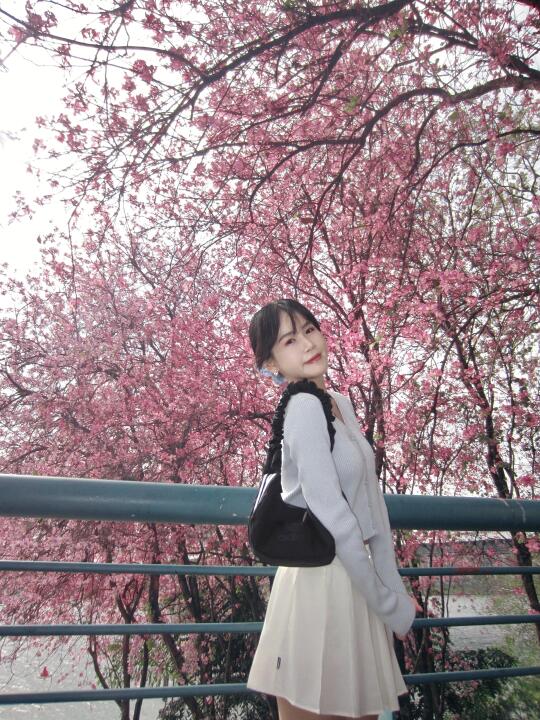 柳州人有自己的樱花🌸