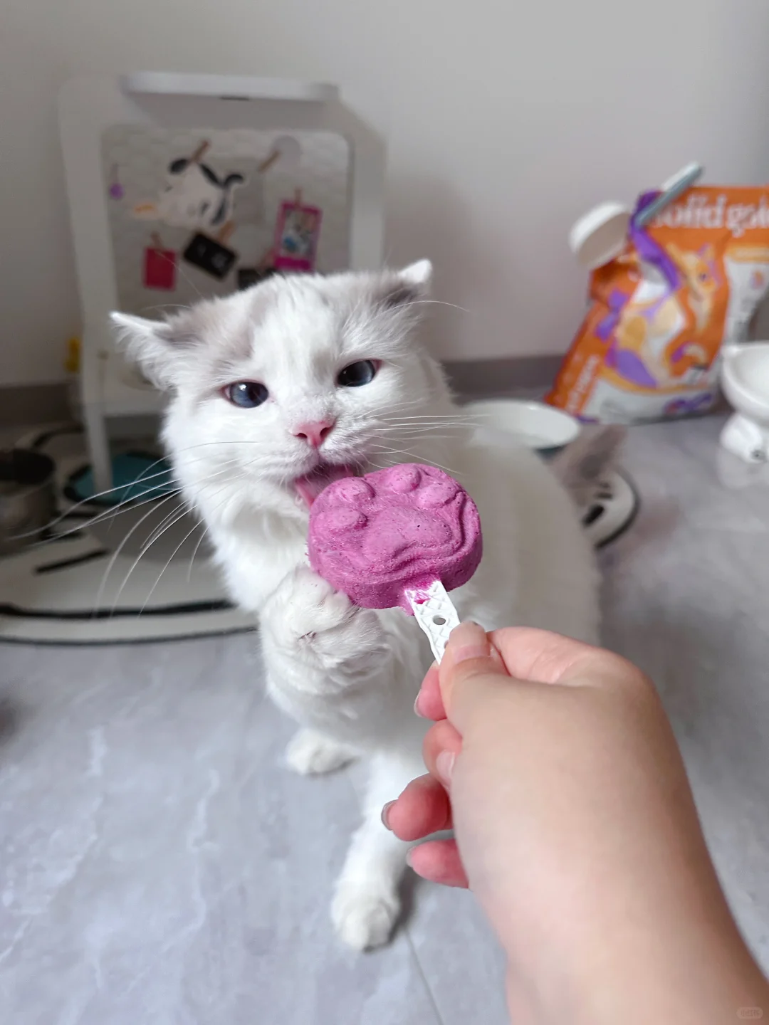 也是吃上爪爪冰棍的小猫了🐈