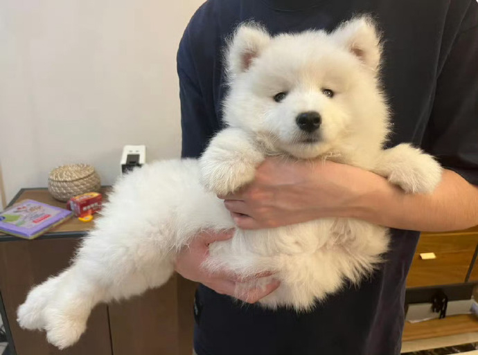 我才不是传说中的美狗鱼啊， 我是萨摩耶 ​​​