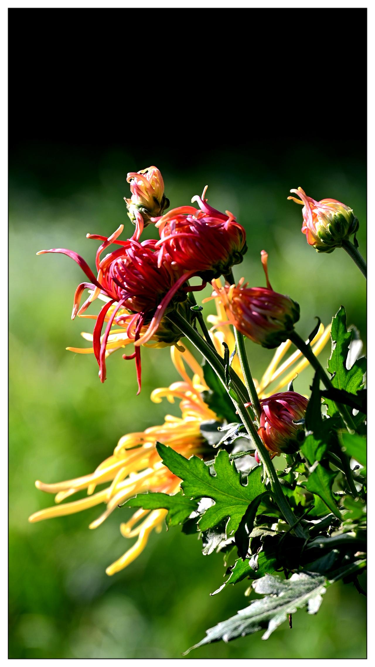 菊花的季节又要来了