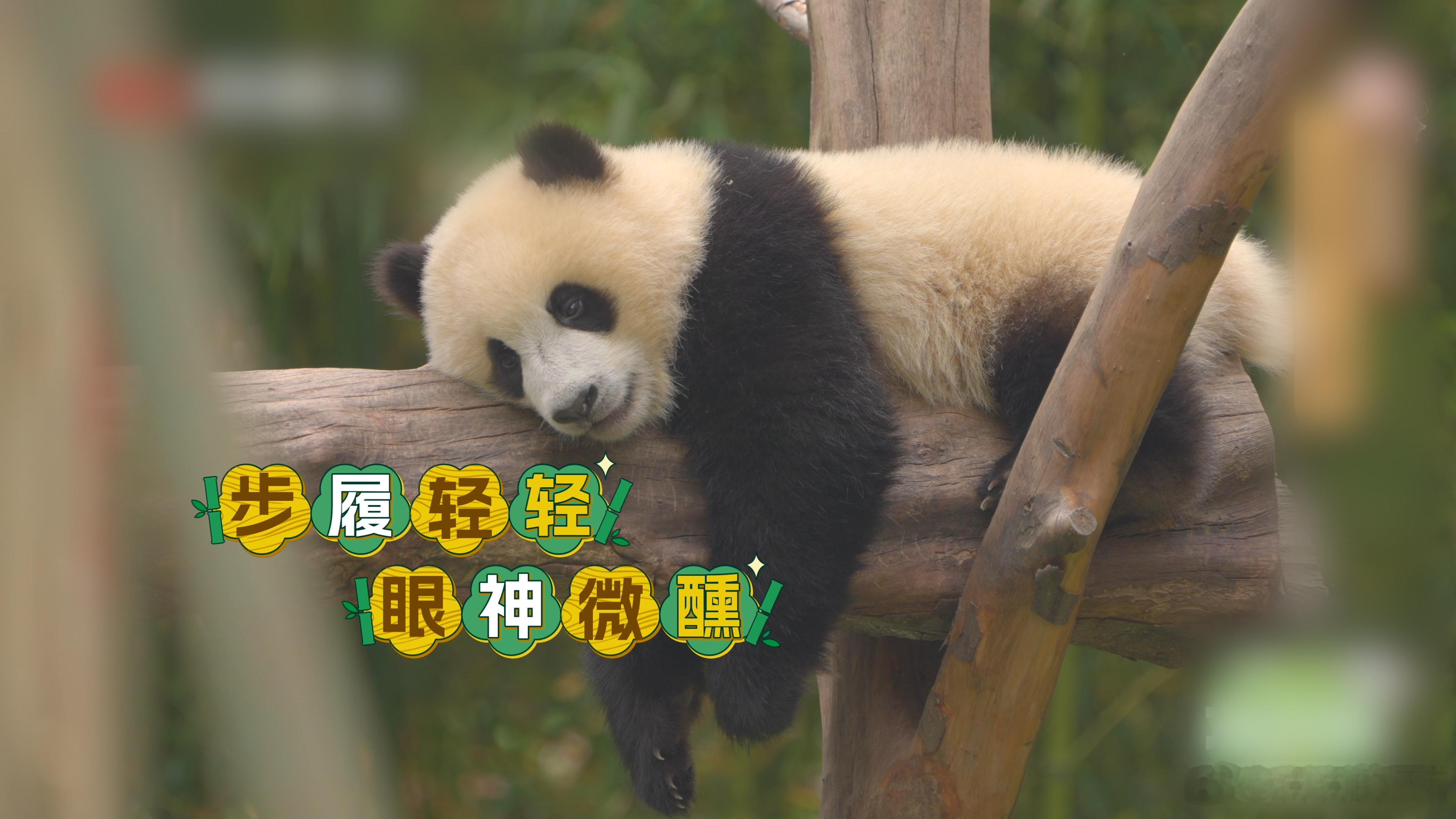 大熊猫美美的恋综来了🔥正片放送中！美美今天状态绝了，对着镜头那一边的“他”不停