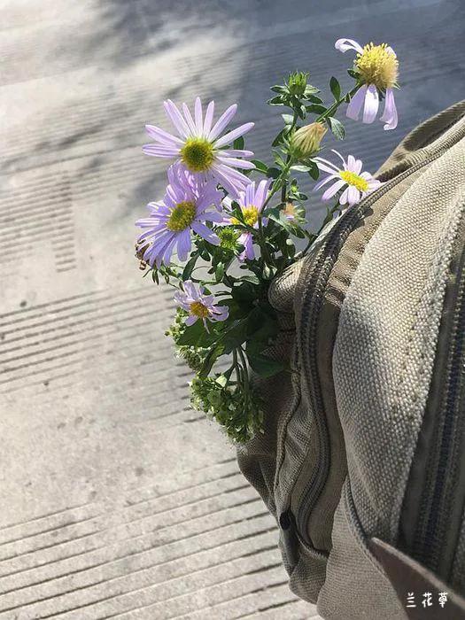 哦！野菊，石崖上的魅影。

今天有幸去观潮汐，却被海口壁崖上的一丛丛紫色所吸引，