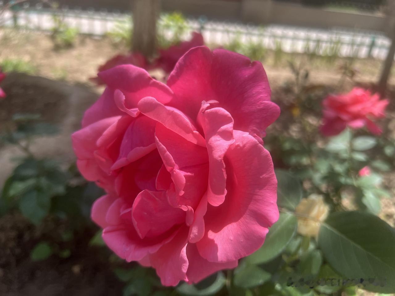 林黛玉所叹的是什么?
个人以为，黛玉所叹有五点：
一叹命运多舛
父母俱亡，背井离