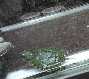 这个乌龟头，拍的有些惊悚啊，啊哈哈。

这种动画拍摄还是比较有意思啊，我看到的是