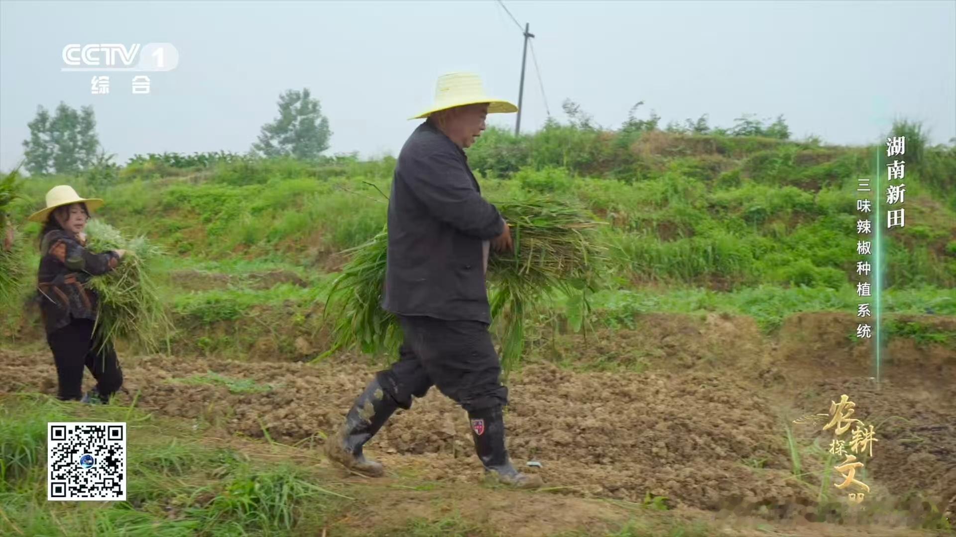 世代相传的智慧！新田用田螺种辣椒，剪尾去盖装土埋种，太会想办法～ 