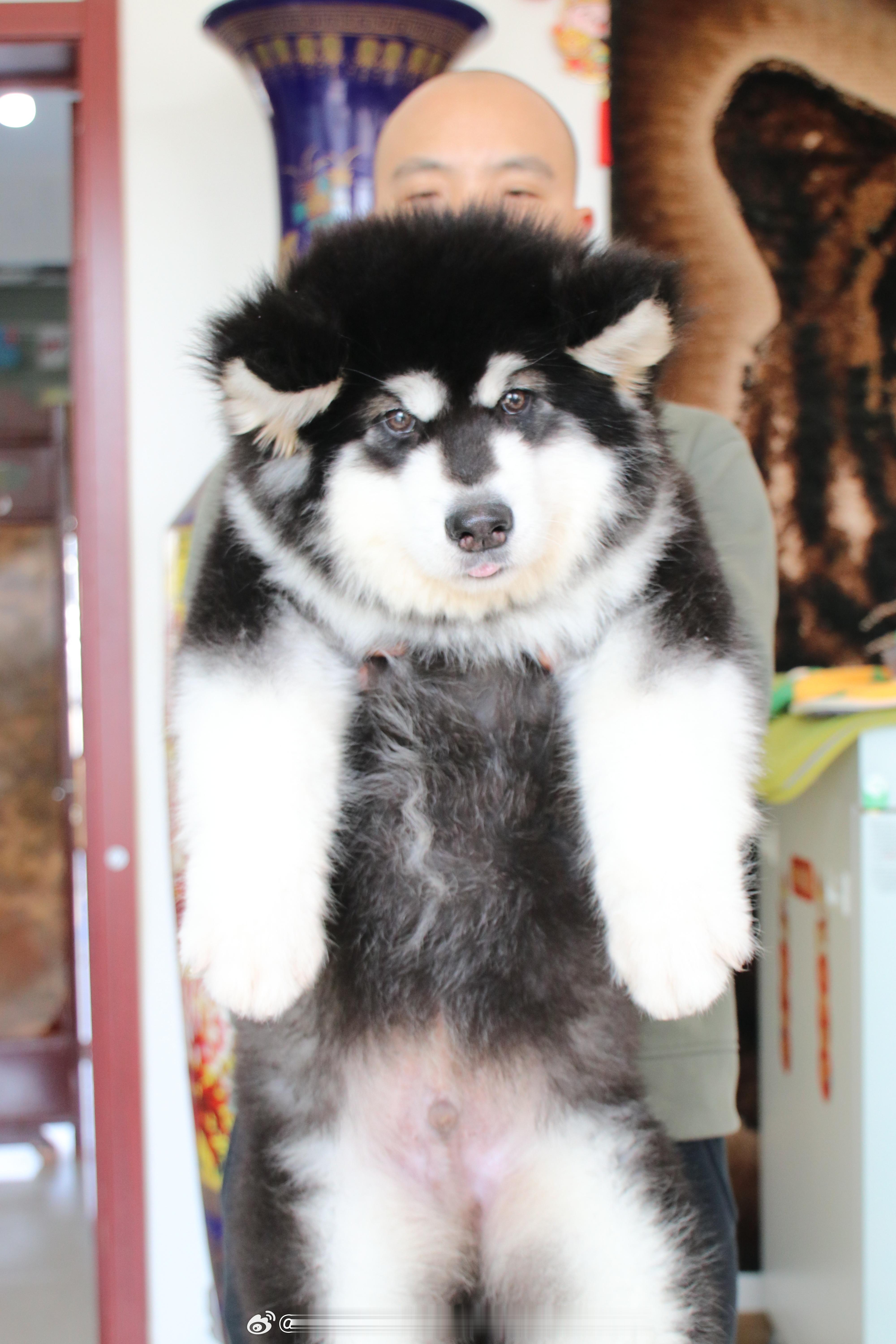 阿拉斯加幼犬…12.20出生的一个弟弟 三针齐全，随时去新家…！售后健康保障一个