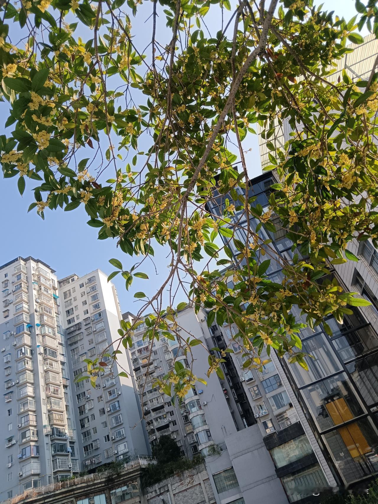 阳光穿过浓密的绿叶，星星点点的金桂缀满树梢，清甜的香气随风飘散。

秋天最动人的