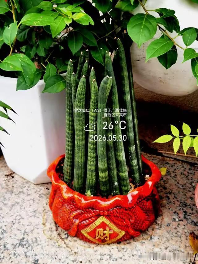 月居生活记录（9846）广西壮族自治区来宾市（71）花儿随拍8：棒叶虎尾兰、钱串