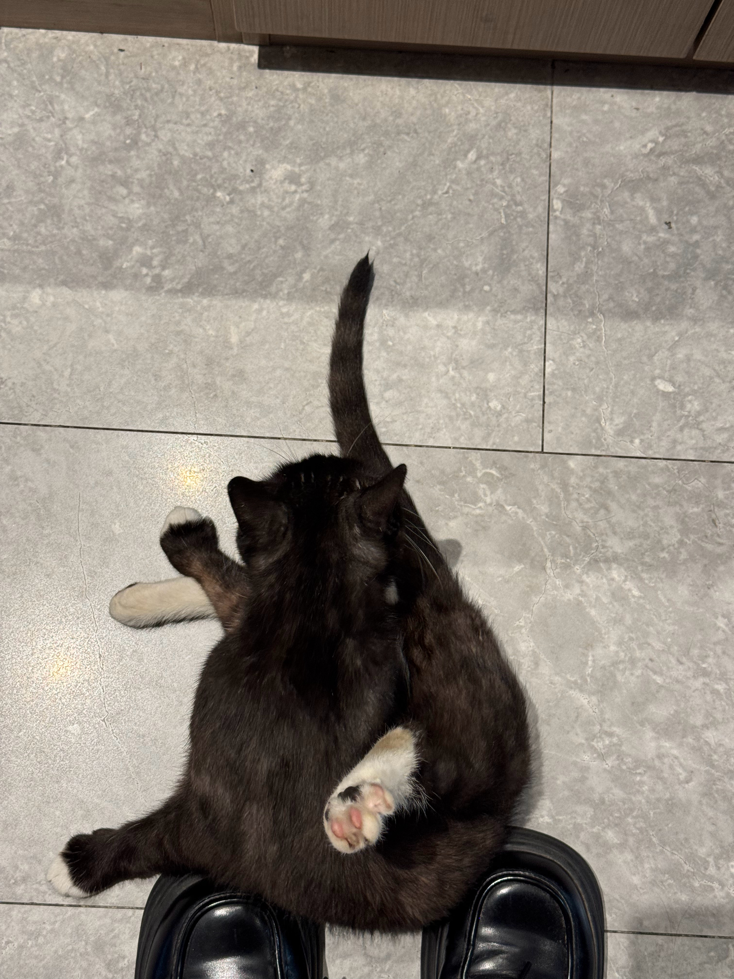 🐱 