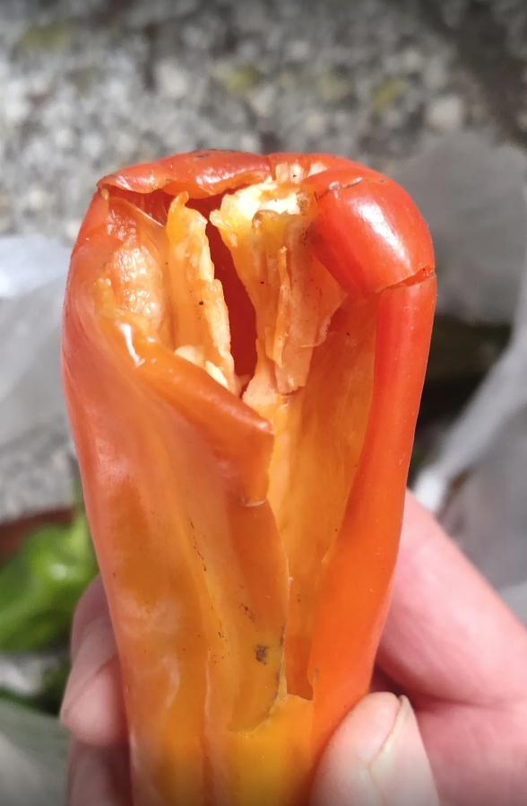 先来说说这个问题，我之前会在拼多多买菜，但是现在很少
最起码生鲜蔬菜类的是肯定不