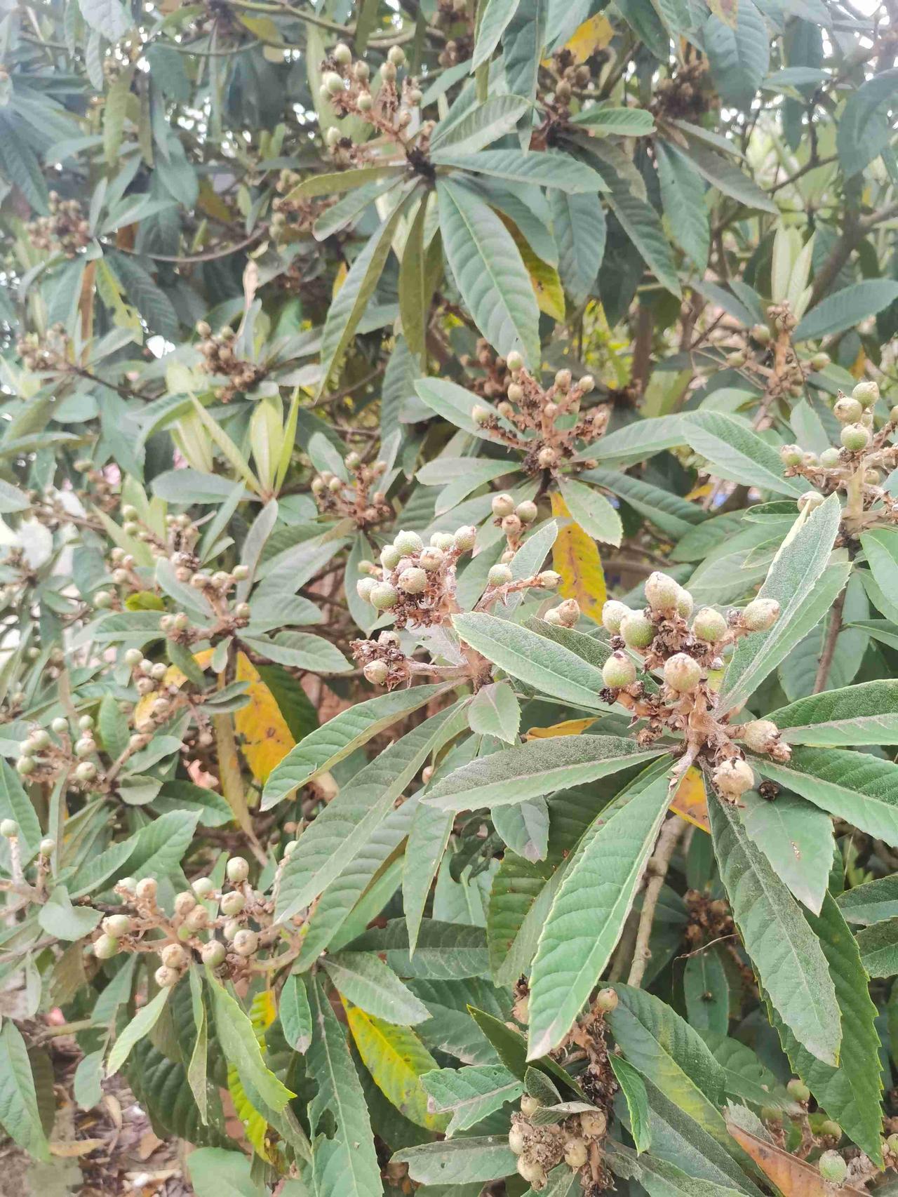 我的今日状态：🥲强颜欢笑
我这里的天气：🌤️多云，

春日开花结果，花开花落