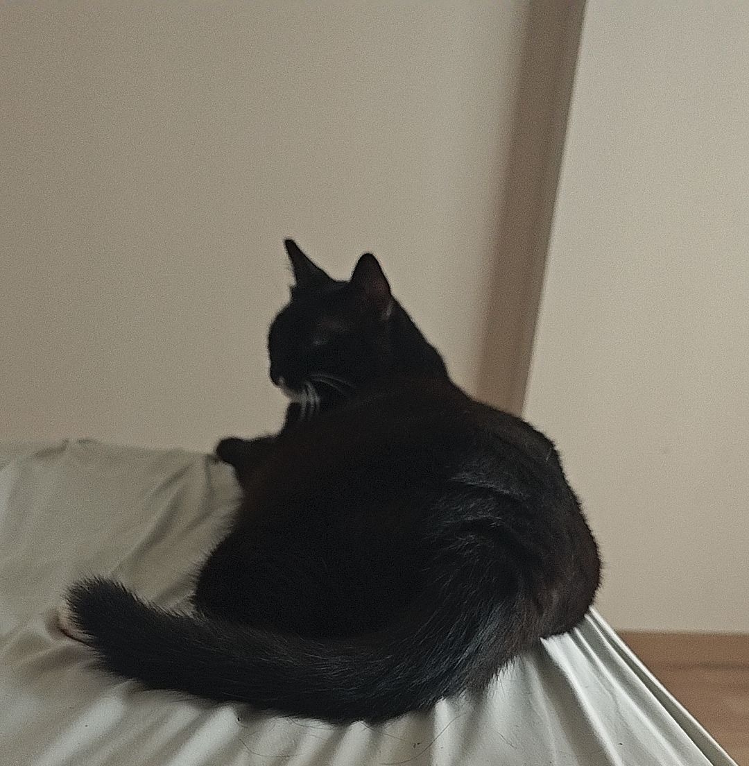 “奶在何处？但见一牛！”daily奶牛猫 （投稿：） 