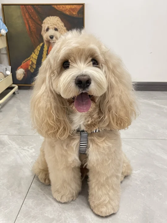 和小狗过一天🐾