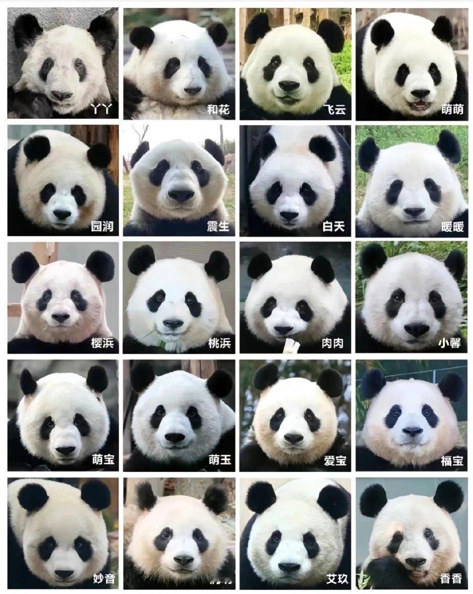 原来每只大熊猫真的长得不一样一天认一只[熊猫]#龙年造梗大赛# ​​​